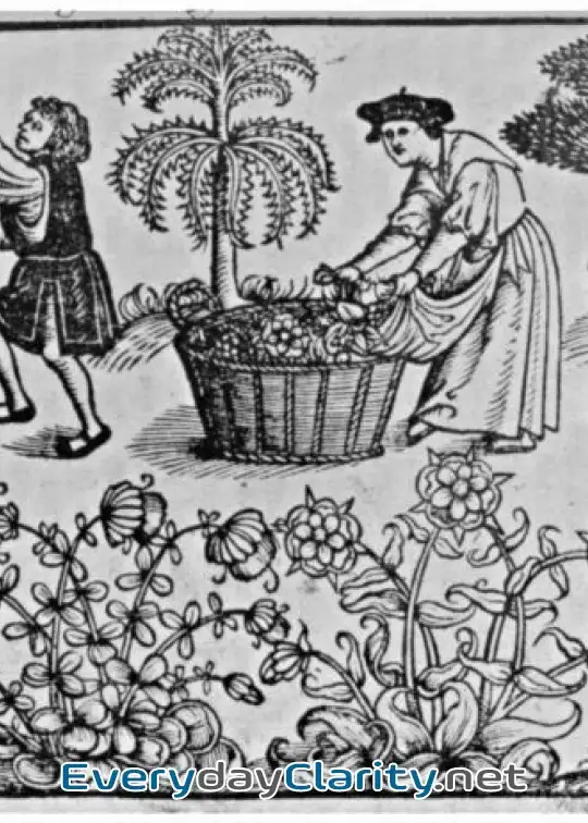 Book cover: The Old English Herbals