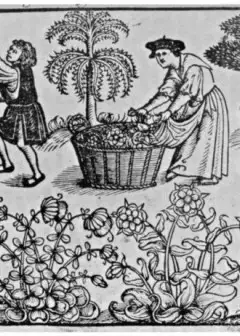The Old English Herbals