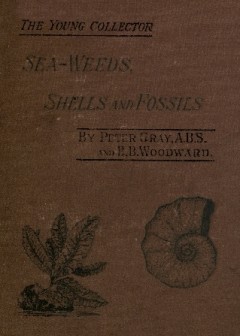 Sea-Weeds, Shells And Fossils