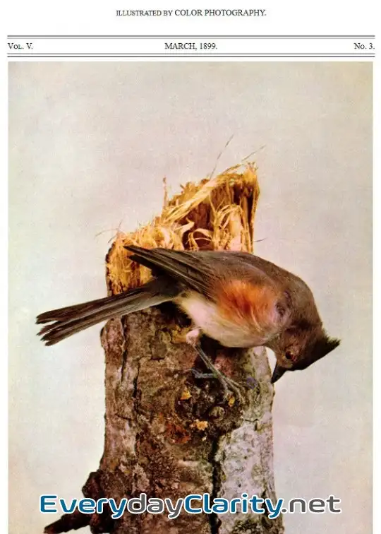 Book cover image Birds And All Nature, Vol. 5, No. 3, March 1899 . Illustrated By Color Photography