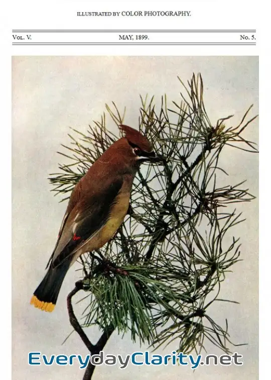 Book cover image Birds And All Nature, Vol. 5, No. 5, May 1899 . Illustrated By Color Photography
