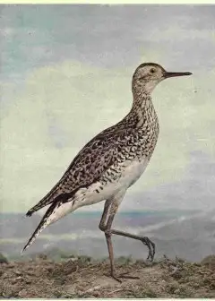 Ảnh Birds Illustrated By Color Photography, Vol. 3, No. 4