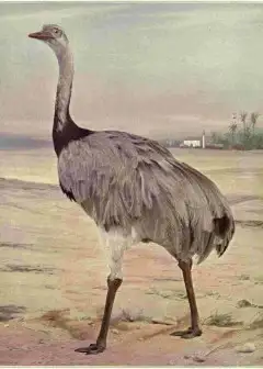 Birds Illustrated By Color Photography, Vol. 3, No. 5