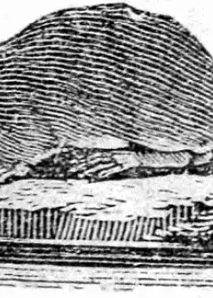 History Of Beasts