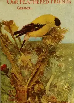 Our Feathered Friends