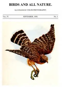 Ảnh Birds And All Nature, Vol. 4, No. 3, September 1898 . Illustrated By Color Photography