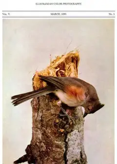 Ảnh Birds And All Nature, Vol. 5, No. 3, March 1899 . Illustrated By Color Photography