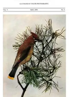 Ảnh Birds And All Nature, Vol. 5, No. 5, May 1899 . Illustrated By Color Photography