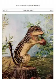 Ảnh Birds And All Nature, Vol 7, No. 2, February 1900 . Illustrated By Color Photography